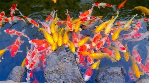 小金魚壽命|金魚介紹與飼養小秘訣